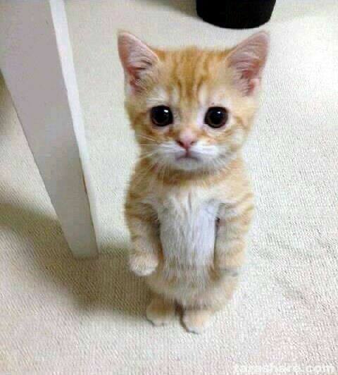 El Gato standing